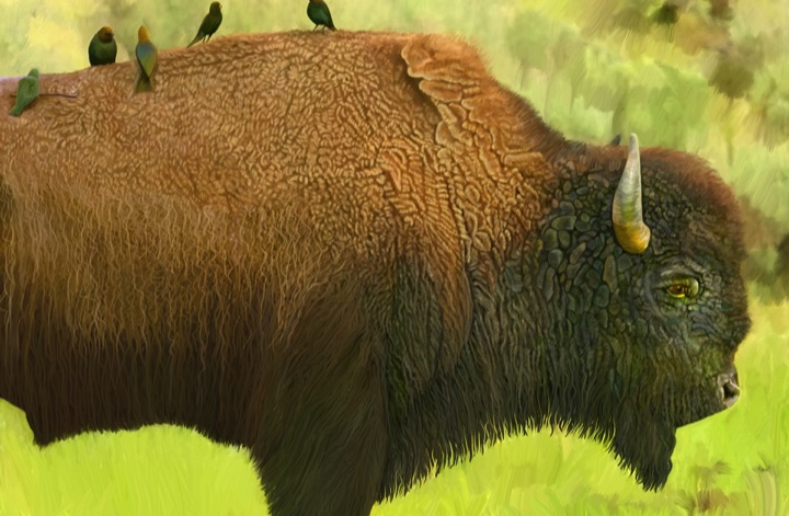 Bison, Buffalo