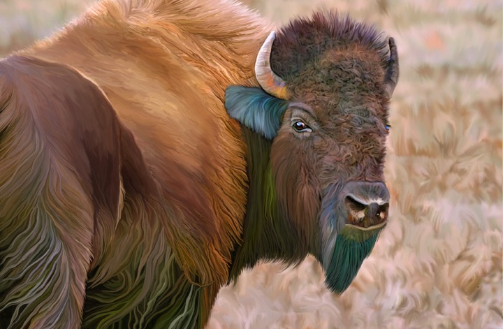 Bison, Buffalo