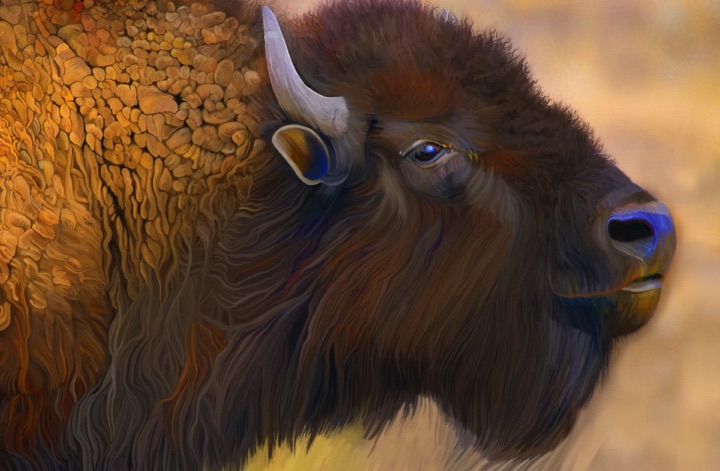 Bison, Buffalo