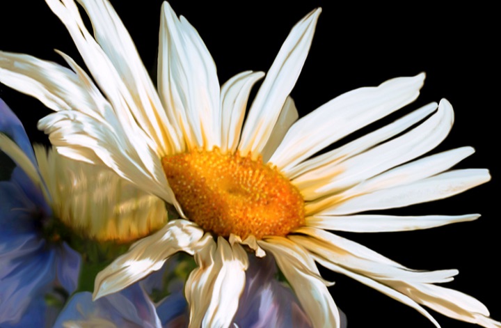 Shasta Daisy