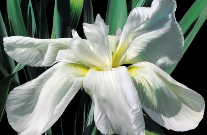 Flopsy Iris