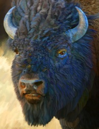 Bison, Buffalo
