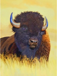 Bison, Buffalo