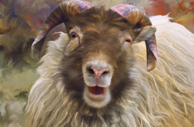 Ram, Sheep