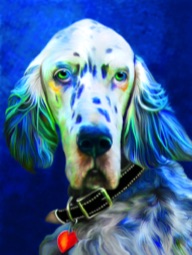 English Setter