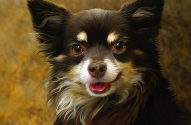 Longhair Chihuahua