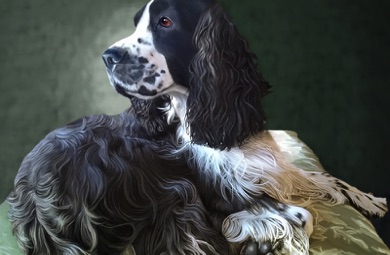 English Springer Spaniel