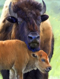 Bison, Buffalo