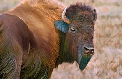 Bison, Buffalo