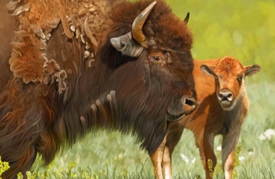 Bison, Buffalo