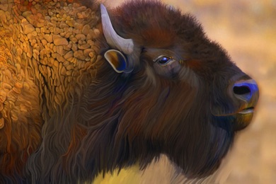Bison, Buffalo
