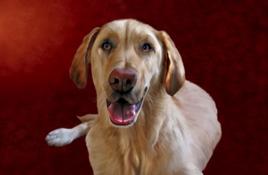 Yellow Labrador Retriever