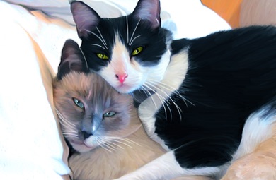 Snowshow, Black & White, Cat