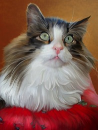Maine Coon
