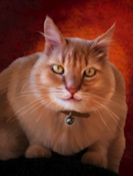 Orange Tabby