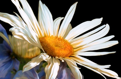 Shasta Daisy