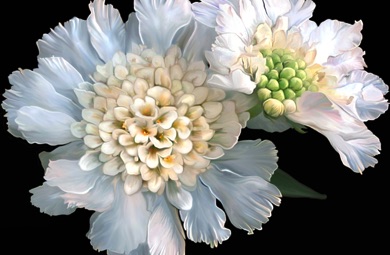Pincushion Scabiosa