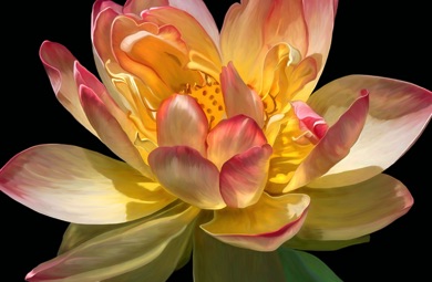 Lotus, Water Lily