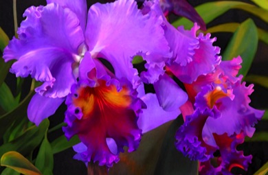Orchid