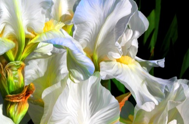 Iris