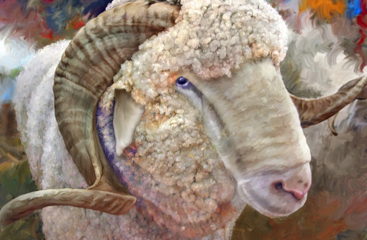Ram, Sheep